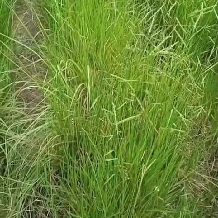 vlcsnap-2026-06-19-10h41m05s038