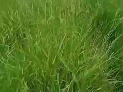 vlcsnap-2026-06-19-10h41m46s399