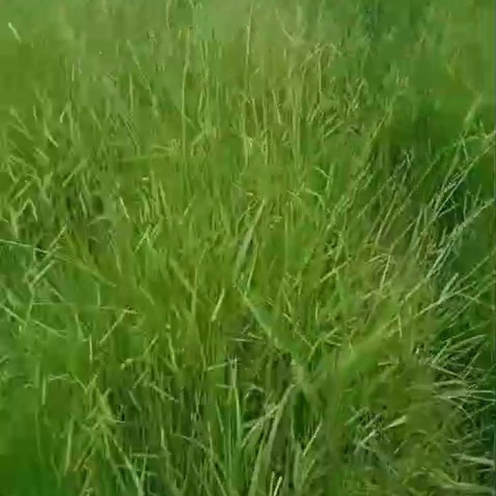 vlcsnap-2026-06-19-10h41m46s399